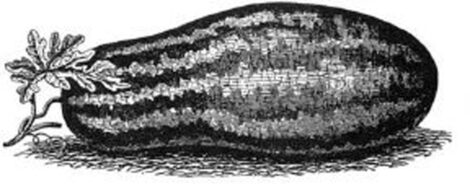 black and white illustration of a carolina long watermelon